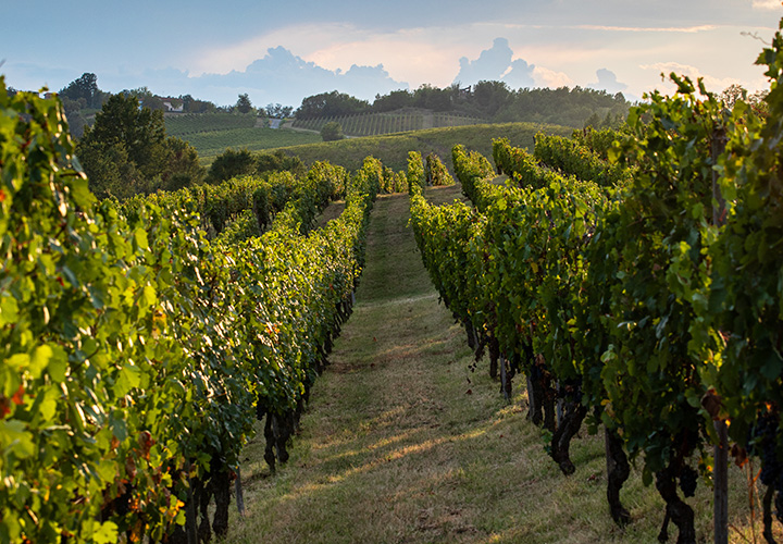 pranzo in cantina umbria, cantine da visitare in umbria