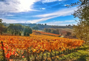 best wineries
