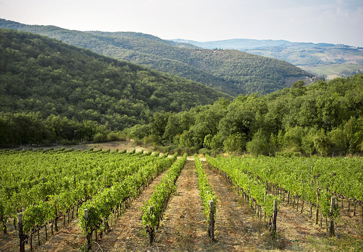 Wine tasting Perugia wineries