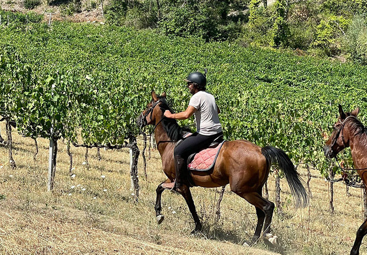 umbria wine tasting