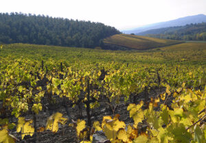 degustazione vini orvieto nelle migliori cantine ad orvieto da visitare