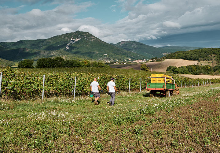 Degustazioni Vini Macerata