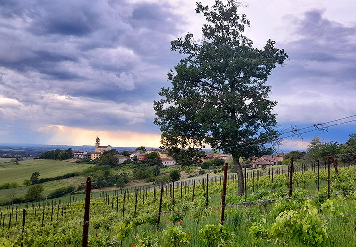 Degustazioni Vini Timorasso