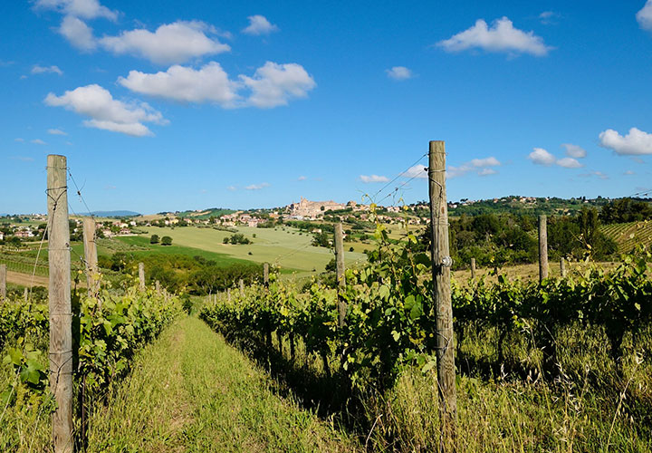 Degustazioni Vini Castelli di Jesi