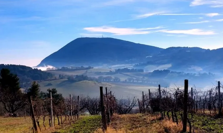 Degustazioni Vini Conero