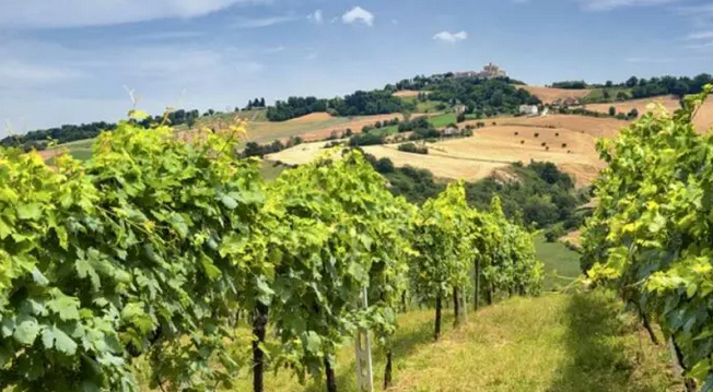 Cantine Lacrima di Morro d'Alba