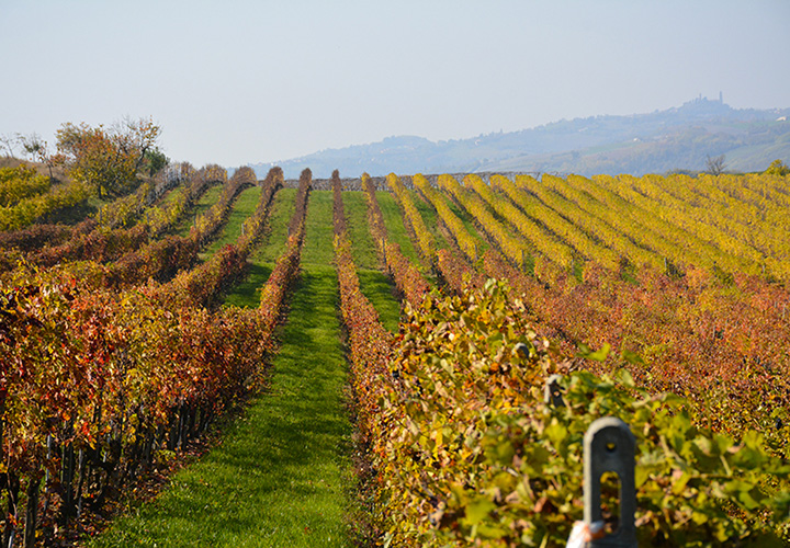Cantine Monferrato Casalese