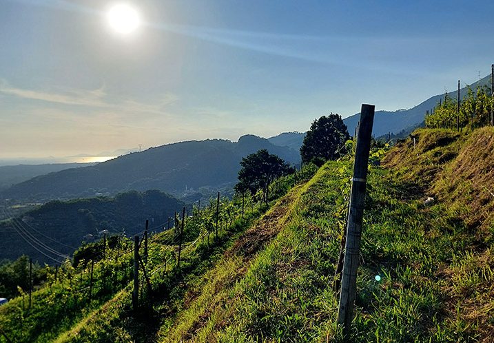 Lucca Wineries